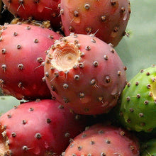 Load image into Gallery viewer, Prickly Pear Seed Oil